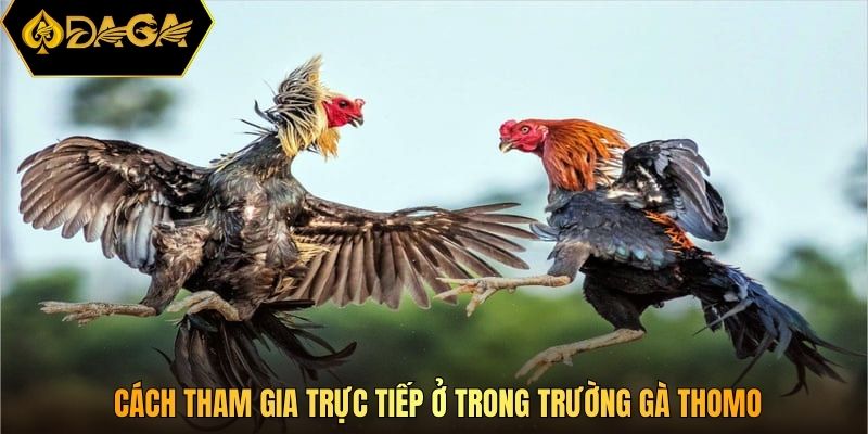 Cách tham gia trực tiếp ở trong trường gà thomo