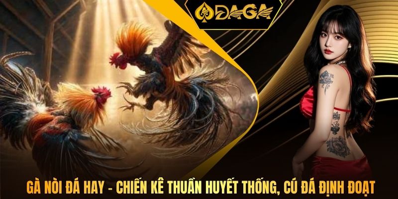 Gà nòi đá hay