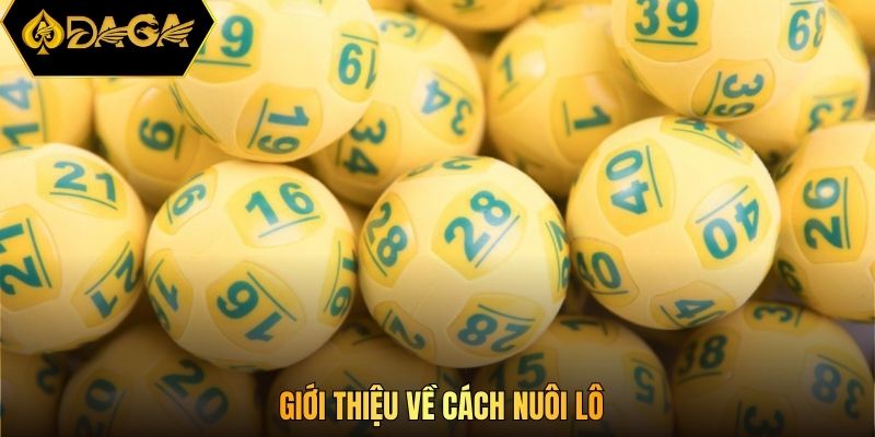 Giới thiệu về cách nuôi lô