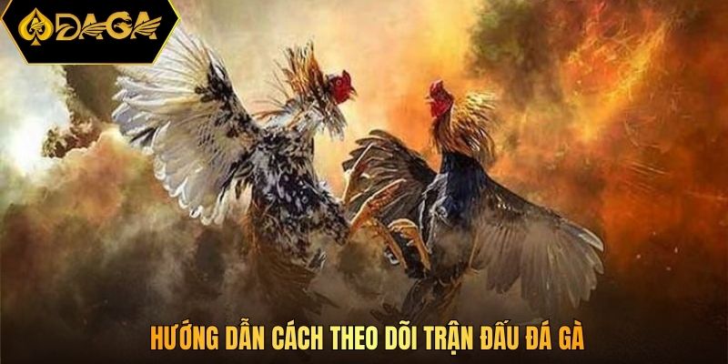 Hướng dẫn cách theo dõi trận đấu đá gà