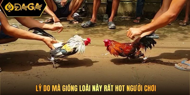 Lý do mà giống loài này rất hot người chơi