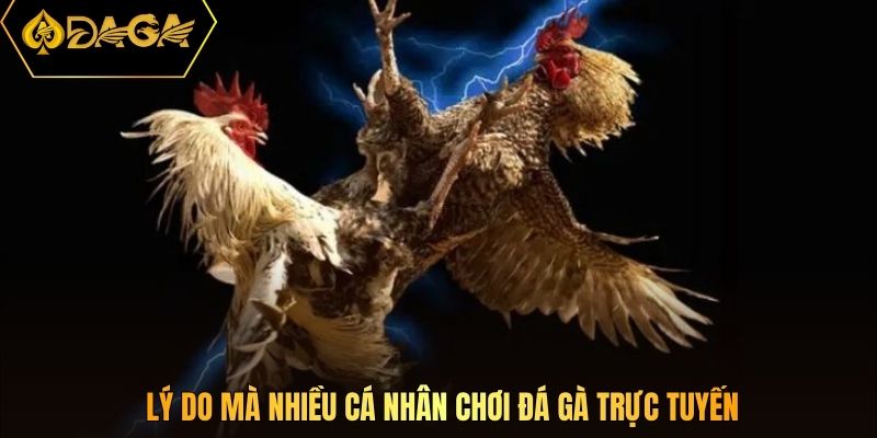 Lý do mà nhiều cá nhân chơi đá gà trực tuyến