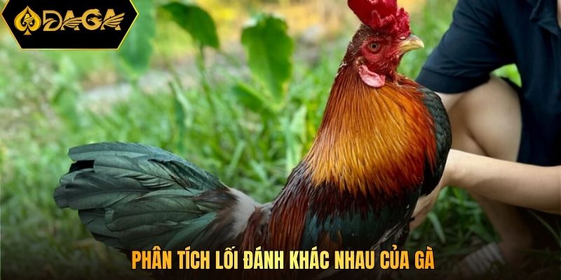 Phân tích lối đánh khác nhau của gà