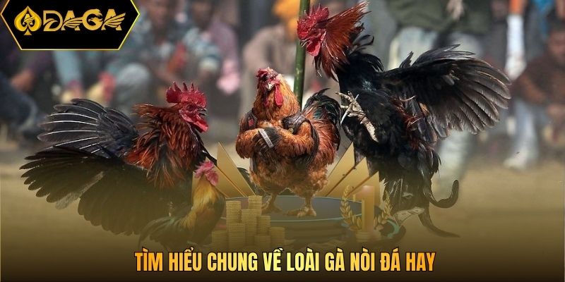 Tìm hiểu chung về loài gà nòi đá hay